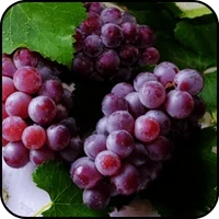 Red grapes on the vine